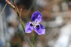 Moraea calcicola