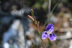 Moraea calcicola