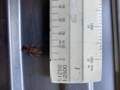 Eburida sublineata