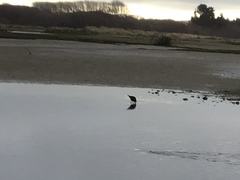 Himantopus novaezelandiae