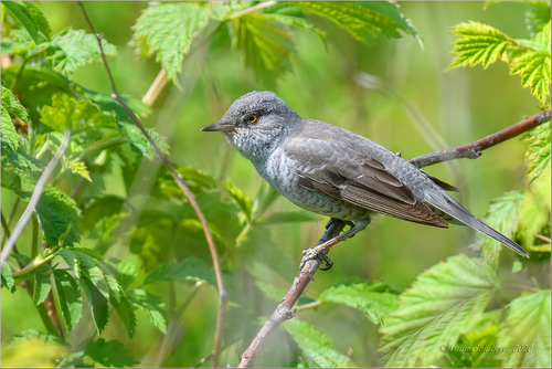 Barred Warbler, photo 5 of 9