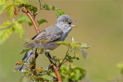 Barred Warbler, photo 2 of 9