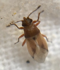 Cymus melanocephalus