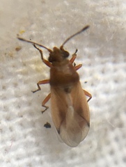 Cymus melanocephalus