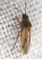 Cymus melanocephalus