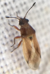 Cymus melanocephalus