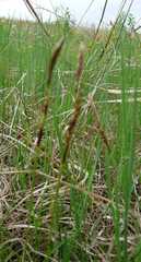 Carex richardsonii