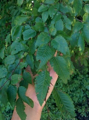 Carpinus betulus
