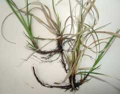 Carex richardsonii