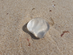 Dactyliophorae