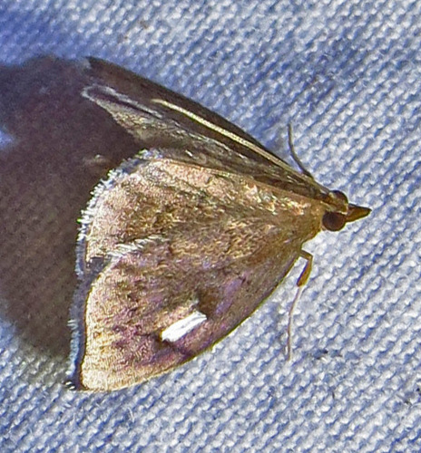 Titian Peale's Moth photo 3