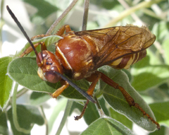 Sphecius convallis