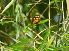 Actinote pellenea equatoria