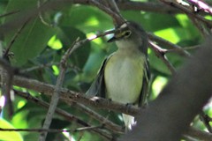 Vireo cassinii