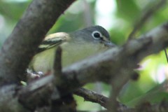 Vireo cassinii