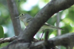 Vireo cassinii