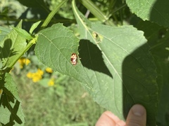Cryptocephalus mutabilis