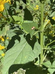 Cryptocephalus mutabilis