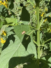 Cryptocephalus mutabilis