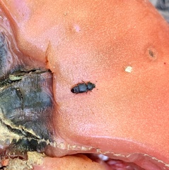 Caplothorax lugubris