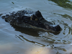 Caiman crocodilus