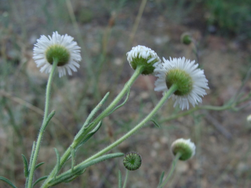 Image of Erigeron neomexicanus by (c) Alexis López Hernández, some rights reserved (CC BY)