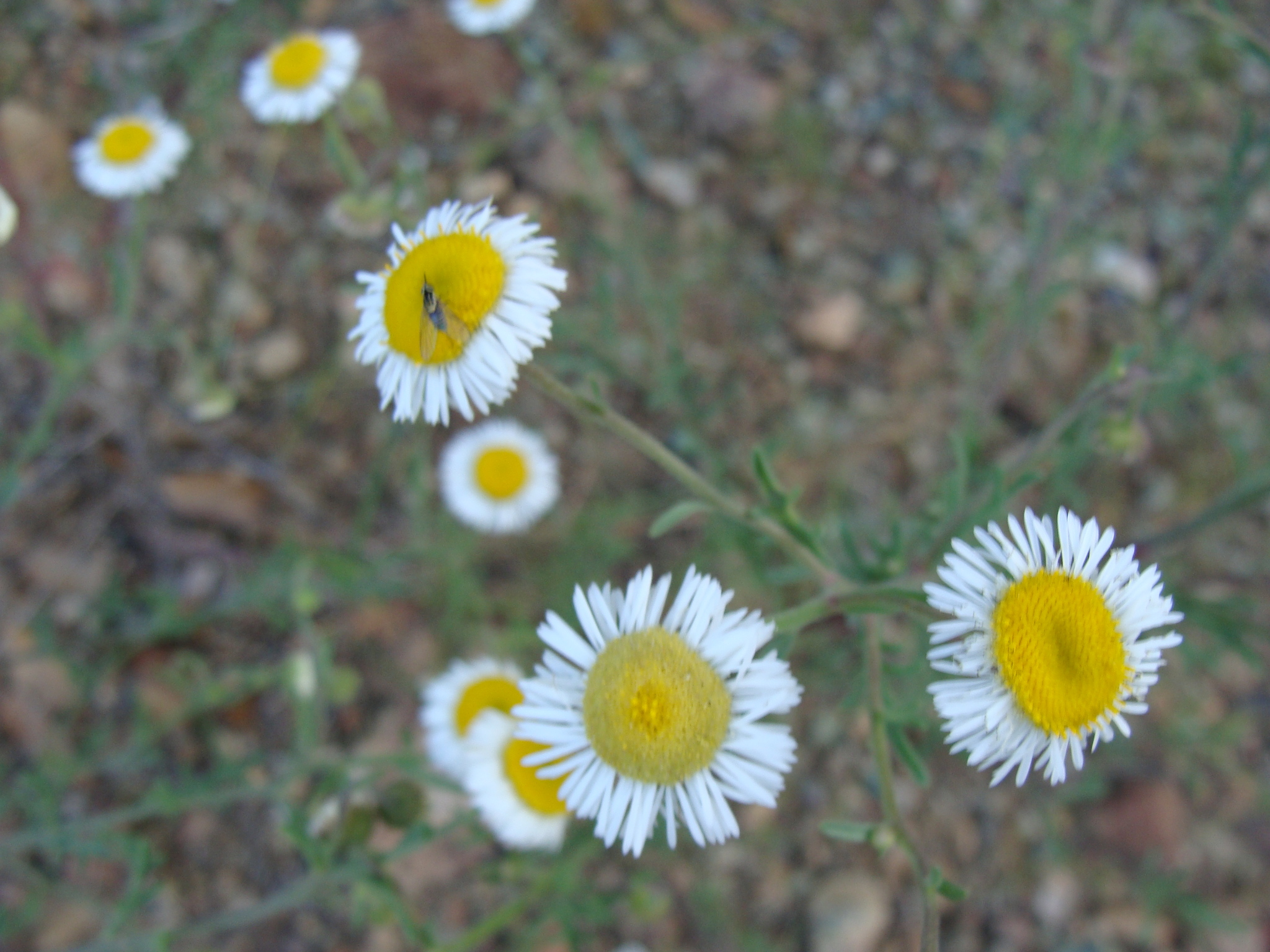 Erigeron neomexicanus