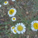 New Mexico Fleabane - Photo (c) Alexis López Hernández, some rights reserved (CC BY), uploaded by Alexis López Hernández