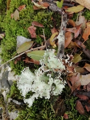 Parmotrema hypoleucinum