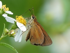 Euphyes dukesi calhouni