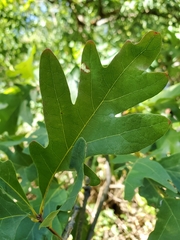 Quercus alba