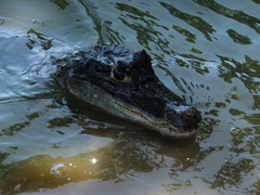 Caiman crocodilus