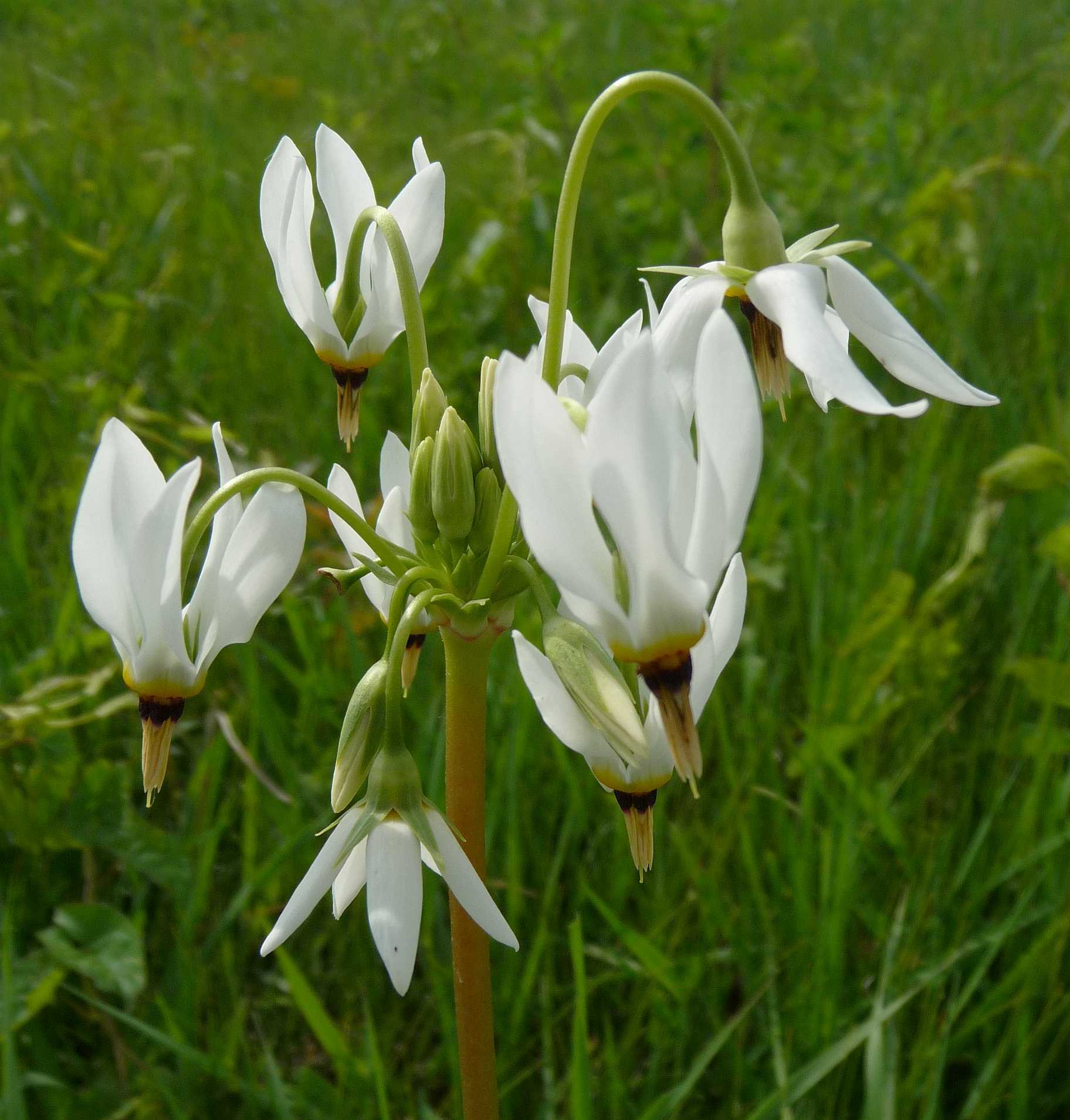 Primula meadia