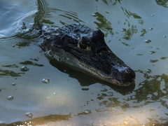 Caiman crocodilus