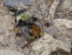 Sericomyia flagrans