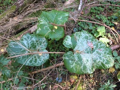 Phytomyza lappae