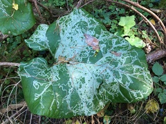 Phytomyza lappae