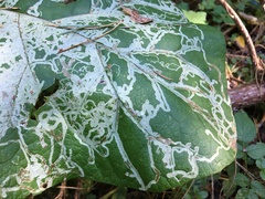 Phytomyza lappae