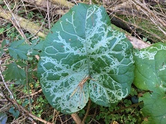 Phytomyza lappae