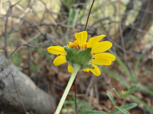 Image of Lasianthaea podocephala by (c) Alexis López Hernández, some rights reserved (CC BY)
