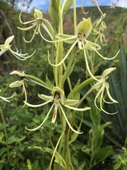 Habenaria macroceratitis