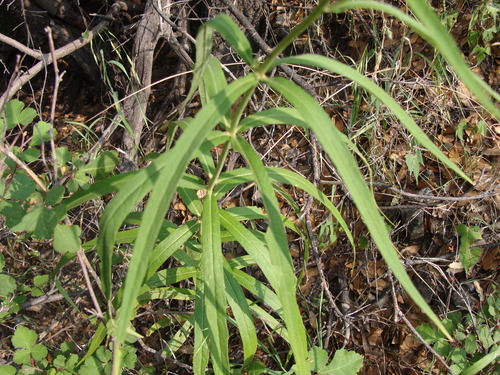 Image of Verbesina longifolia by (c) Alexis López Hernández, some rights reserved (CC BY)