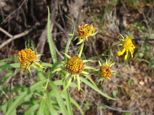 Image of Verbesina longifolia by (c) Alexis López Hernández, some rights reserved (CC BY)