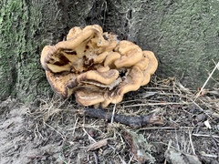 Fungi