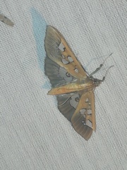 Phostria oajacalis