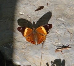 Asterocampa idyja argus