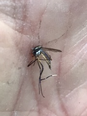 Psorophora longipalpus