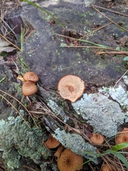 Tricholomopsis formosa