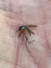 Psorophora longipalpus