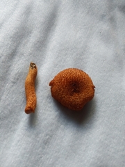 Tricholomopsis formosa